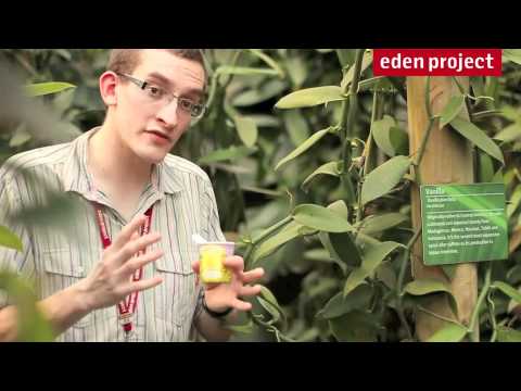 Vanilla facts from the Eden Project's Rainforest Biome