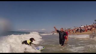 Поймать волну: в Калифорнии прошли соревнования для собак-сёрферов