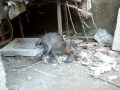 Picture Hot Bokep Gaya Kucing