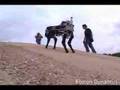BIG DOG Robot Boston Dynamics