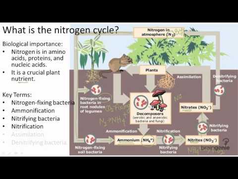 17.1.3 What is the nitrogen cycle