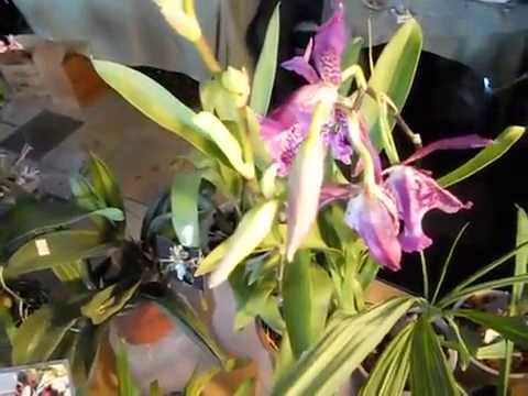 Orquídeas en APCOA IV
