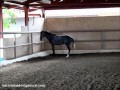 costa rica caballo iberoamericano quijote propiedad de haciendas de el