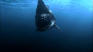 Malibu Shark Attack Teaser