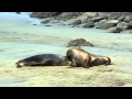 sealions