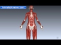 Photo Vagina Anatomy And Female Reproductive System
