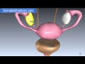 Picture Vagina Anatomy And Female Reproductive System