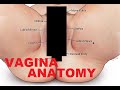 Photo Vagina Anatomy And Female Reproductive System