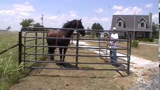 Trapping A Hurt or Wild Horse -  Emergency Horse Trailer Loading - Sacking Out