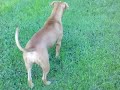 Photo Honey Is A Happy Girl 3gp