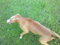 Picture Honey Is A Happy Girl 3gp