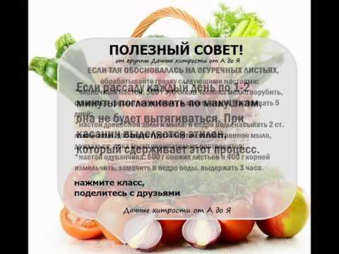 Полезные советы для дачника своими руками 422 Полезные советы для дачника своими руками 999