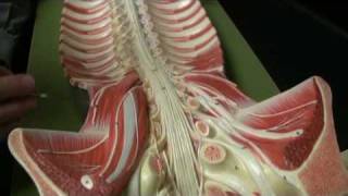 Anatomy Of The Pelvis - Everything You Need To Know - Dr. Nabil Ebraheim 