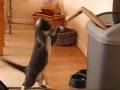 Cat Boxer: Round 1 Cat Boxer: Round 1