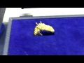 Paramount Gems New Collections