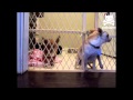 Puppy's Daring Escape, Puppy's Daring Escape Video, Funny Dog Video