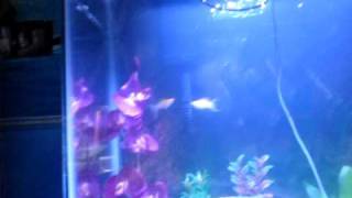Cloudy Water Fish Tank Sand