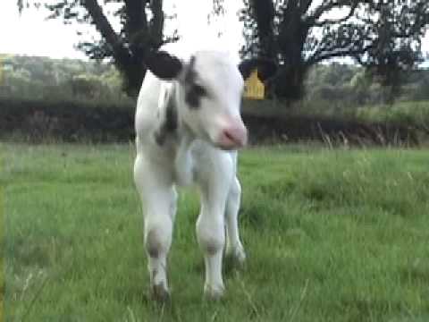 Holstein cow with Belgian Blue