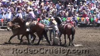 Auto Horse Racing Rodeo Bull Riding on Youtube   Rodeo   Youtube