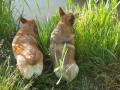 Corgi Butt in the Mud Corgi Butt in the Mud