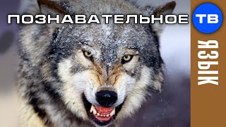 Ясна. Кто такие ОТМОРОЗКИ? (Артём Войтенков)