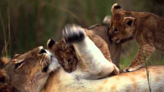 African Cats: Official Trailer