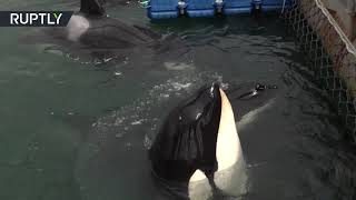 Российские учёные и Кусто подписали соглашение о работе по реабилитации животных из «китовой тюрьмы» (09.04.2019 18:15)