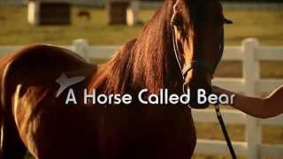 A Horse Called Bear Shorter Movie Trailer Sept 2014 A Horse Called Bear Shorter Movie Trailer Sept 2014