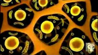 WORLD ACCORDING TO MONSANTO  TRAILER