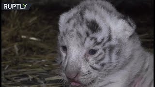В зоопарке Ялты белая бенгальская тигрица вскармливает малыша