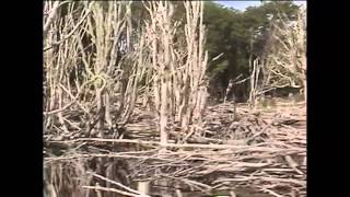 Trailer Los Castores - Documental