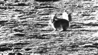 Królik po belińsku - trailer DVD