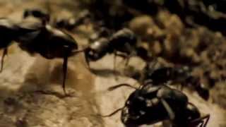ATTACK OF THE ANTS Movie Trailer