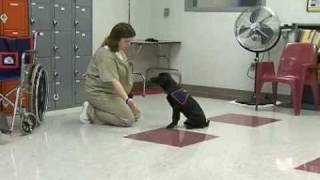 The Least Among Us: The Prison Paws Project (trailer)