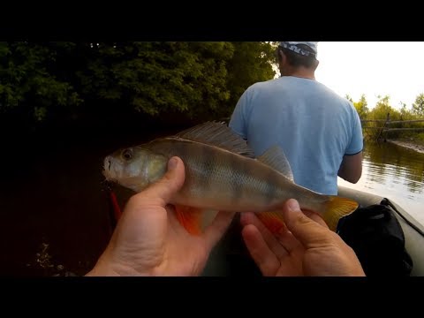 Ловля окуня спиннингом на реке видео Ловля окуня спиннингом на реке видео