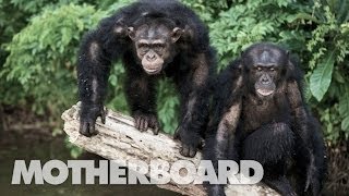 Lab Tested Apes Escape in Liberia (Trailer)
