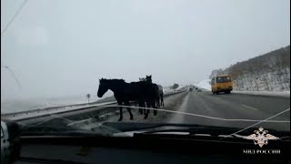Красноярские полицейские спасли вышедших на трассу лошадей
