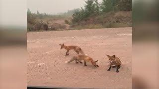 Животные бегут из горящего леса в Иркутской области (03.08.2019 11:09)
