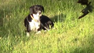 Doggy Daycare 2 : Movie Teaser Trailer