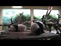 Photo Punyu Safari Park