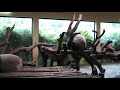 Picture Punyu Safari Park
