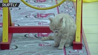 Зарядка для хвоста: в Хакасии открылся спортзал для кошек