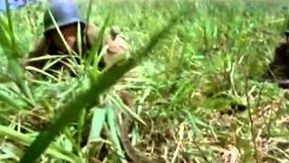 Trailer: La Delgada Línea Roja