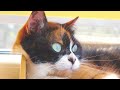 Фрагмент с конца видео 7 ЛАЙФХАКОВ КОТОРЫЕ УПРОСТЯТ ЖИЗНЬ КОТА! Фрагмент с конца видео 7 ЛАЙФХАКОВ КОТОРЫЕ УПРОСТЯТ ЖИЗНЬ КОТА!