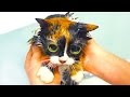 7 ЛАЙФХАКОВ КОТОРЫЕ УПРОСТЯТ ЖИЗНЬ КОТА! 7 ЛАЙФХАКОВ КОТОРЫЕ УПРОСТЯТ ЖИЗНЬ КОТА!