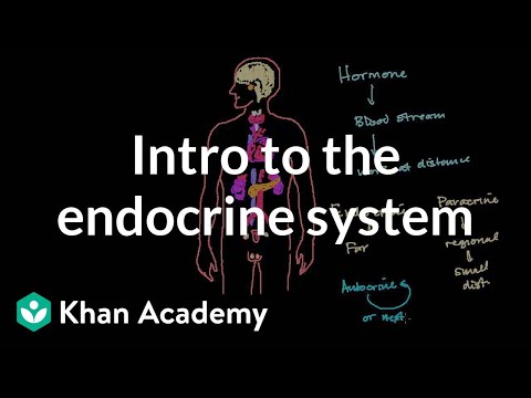 Intro to the Endocrine System