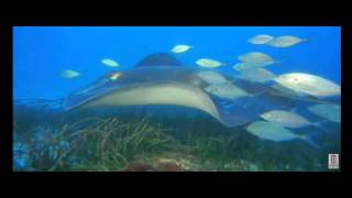 อันเดอร์ เดอะ ซี 3D Under the Sea 3D [Trailer]