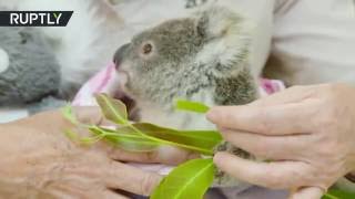 В Австралии детеныша коалы выходили после смерти матери