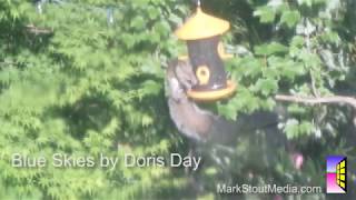 Doris Day - Blue Skies - Video by Mark StoutDoris Day - Blue Skies - Video by Mark Stout