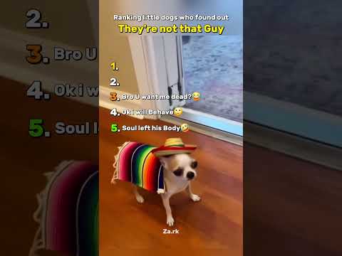 小さな犬たちが気づいた意外な本当の姿ランキング サムネイル